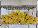 Pincushion Protea Yellow Ca-Grown  - 60st. (box lot)