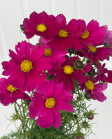 Cosmos Hot Pink/Magenta - 10st.