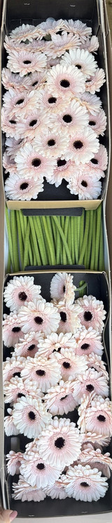 Gerber Daisies Mini Kokomo (Boxlot) - 60st.