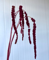 Amaranthus Hanging Burgundy/Red Import. - 5st.