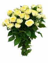 Yellow Bombastic Garden Spray Roses (CA-Grown) - 8st