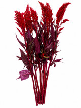 Feather Celosia Red Ca-Grown - 10st