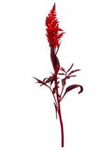 Feather Celosia Red Ca-Grown - 10st
