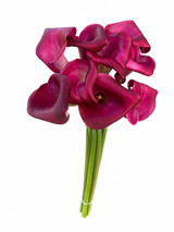 Calla Lily Mini Sumatra - 10st.