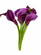 Mini Calla Lily Purple Spirit - 10st.