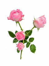 Garden Spray Rose Princess Fairy Kiss Ca-Grown - 8st.