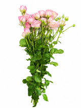 Garden Spray Rose Princess Fairy Kiss Ca-Grown - 8st. - Ramirez Garden Spray Rose Princess Fairy Kiss Ca-Grown - 8st. - Ramirez