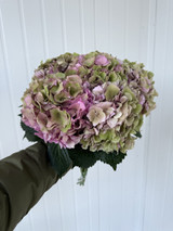 Hydrangea Classic Royal Palace Old Pink/Green  Box - 30st.