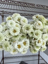 Zinnia White - 15bu. Box (150st. total) - Available July-September