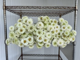 Zinnia White - 15bu. Box (150st. total) - Available July-September