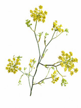 Dill Yellow - 5st