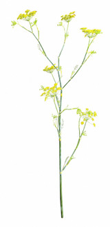 Dill Yellow - 5st