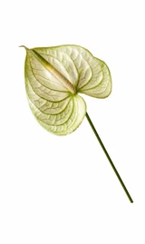 Anthurium Extase - 16st (Box)