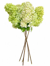Hydrangea Paniculata Limelight Light Green - 5st