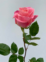 Hermosa Roses - 25 stem