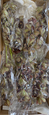 Cymbidium 'Los Angeles' Box - 8st