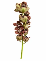 Cymbidium 'Los Angeles' Box - 8st