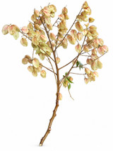 Raintree Pods - 5st (In Season: September)