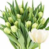 Tulip Double Avant Garde (Cream) with creamy-white double petals, pale green buds and natural green foliage on a white background