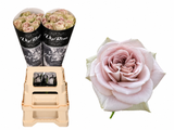 Rosa Notre Dame light pink and beige roses, with wrapped bunches in a beige flower bucket and an open bloom close-up on white