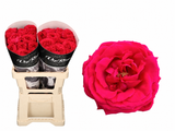 Rosa Bachelor cerise-red roses in two wrapped bunches in a beige flower carrier, with a close-up of the open pink-red bloom on white