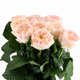 Rosa Royal Romance roses with pale peach and blush-pink ruffled centers, creamy outer petals, and natural green foliage on white