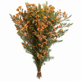 Full bunch of orange tinted waxflower with 40 cm stems on a white background