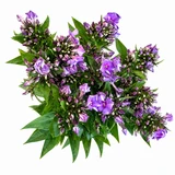 Phlox Crissy Purple - 10st