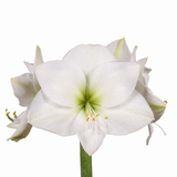 Amaryllis Casablanca with white trumpet-shaped blooms, pale-green centers and a green stem on a white background