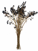 Ligustrum Magical Black Pearl - 10 stems