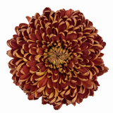 Disbud Cremon Chestnut chrysanthemum with dense chestnut-bronze petals and curled golden edges on a white background.