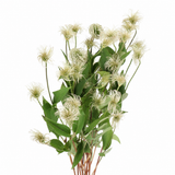 Clematis Amazing Kibo with cream-white and pale green feathery seed heads, green foliage and branching stems on a white background