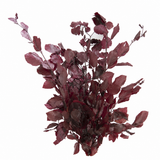 Preserved copper beech burgundy bunch with muted wine-red leaves and natural branching stems on a white background