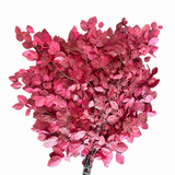 Preserved copper beech Cyclamen bunch with pink, rose and deeper magenta-red leaves on a white background