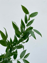 Italian Ruscus - 5 stem