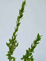 Myrtle CA-Grown - 10 stems