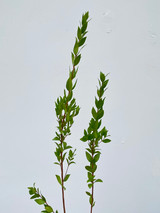 Myrtle CA-Grown - 10 stems