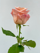 Shimmer Roses - 25 stems
