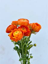 Orange Ranunculus - 10st.