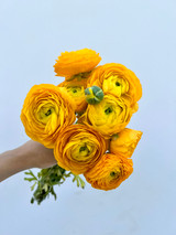 Yellow Ranunculus - 10st.