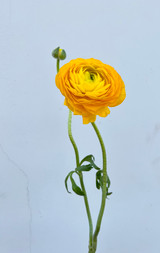 Yellow Ranunculus - 10st.