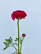 Dark Pink Ranunculus - 10st.