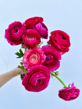 Dark Pink Ranunculus - 10st.