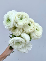 White Ranunculus - 10st.