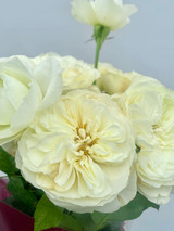 Leonora Garden Rose CA-Grown - 12 stems