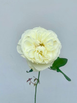 Leonora Garden Rose CA-Grown - 12 stems