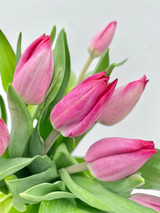 Tulips Dark Pink CA-Grown - 10 st.