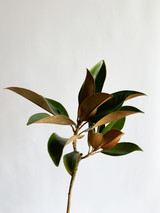 magnolia foliage stem