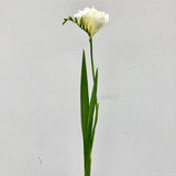 white freesia stem