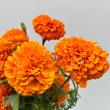 Orange marigolds